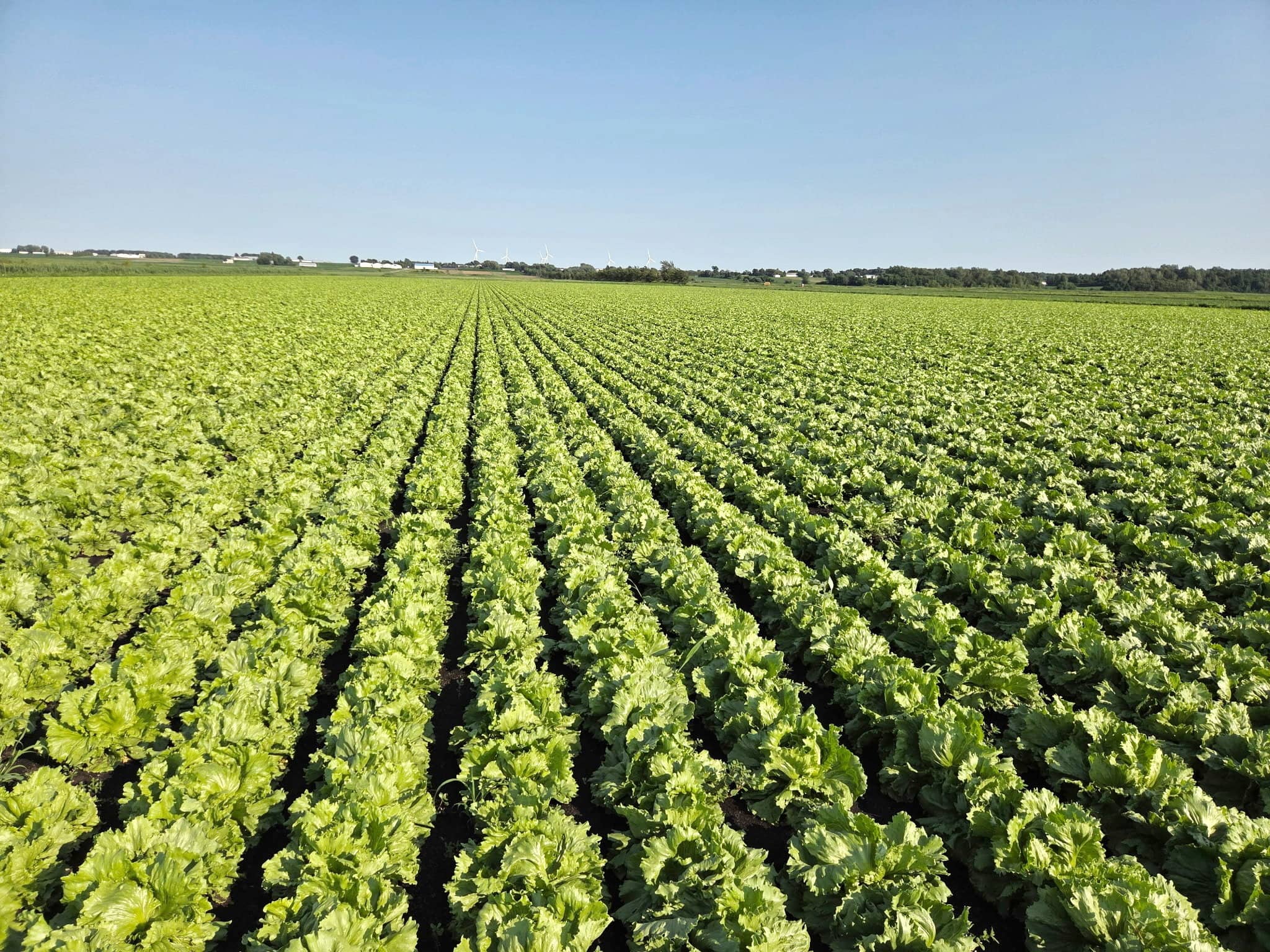 «J’ai l’impression que les gens ont paniqué»: les Québécois achètent moins de laitue cet été, selon des agriculteurs