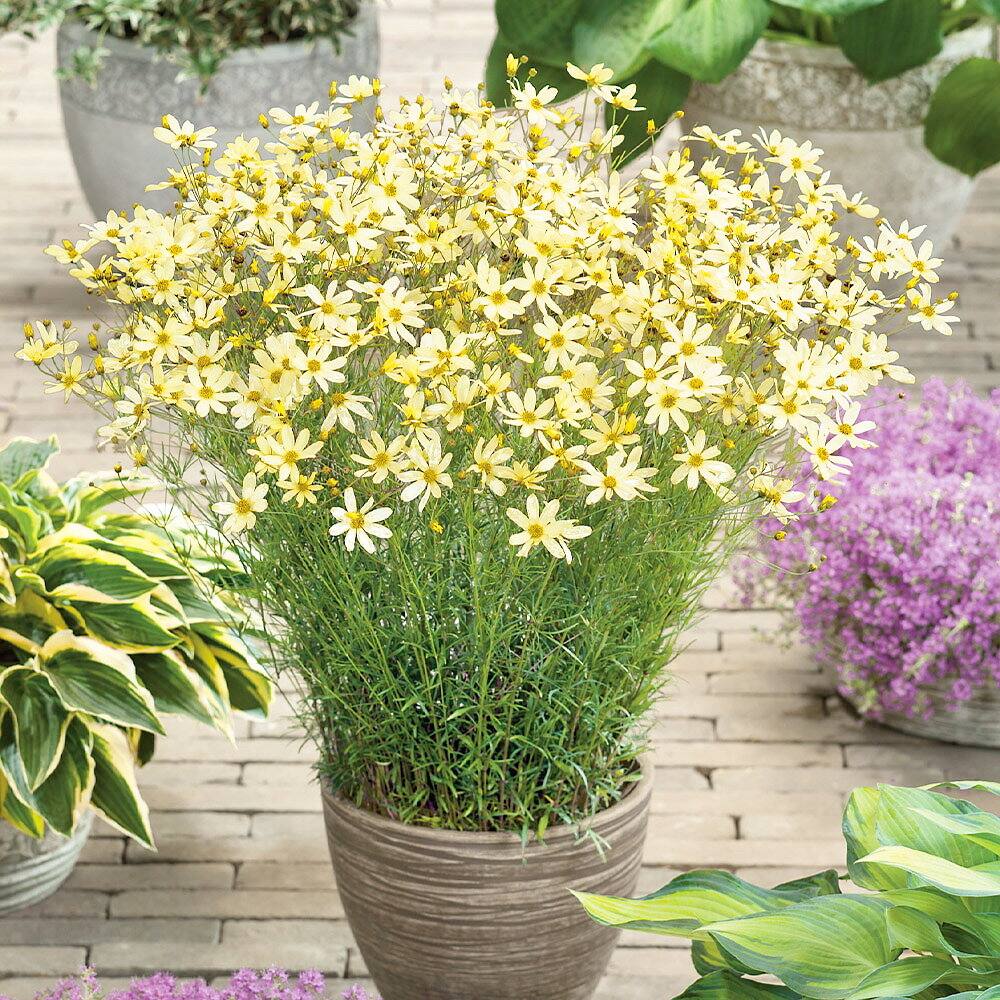 3 vivaces qui vous permettront d'avoir une terrasse fleurie tout l'été — free download