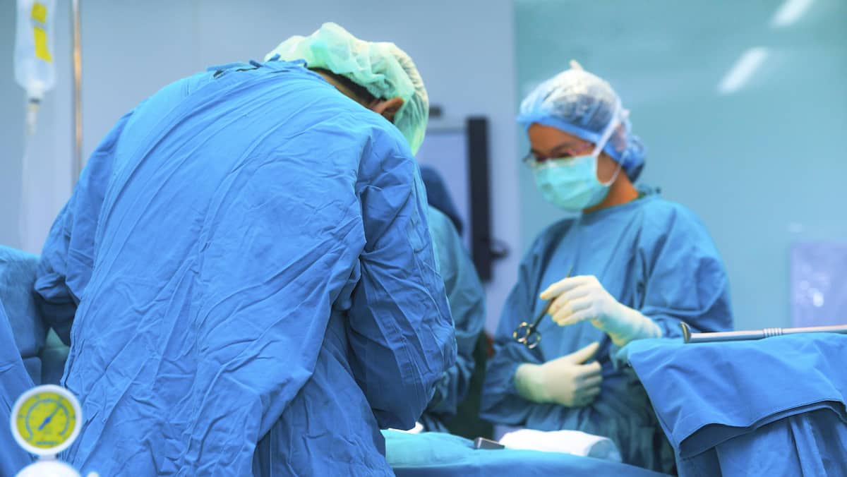 Le rein d'un porc transplanté avec succès sur un humain, une première mondiale