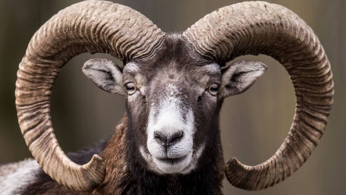 An American pleads guilty to trying to genetically create a breed of giant sheep An American pleads guilty to trying to genetically create a breed of giant sheep
