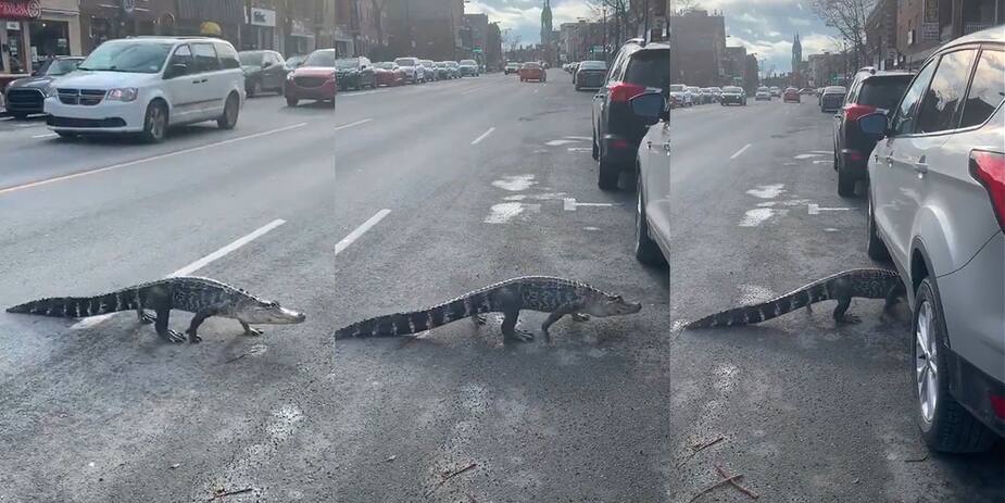 Image principale de l'article Les meilleures réactions à l'alligator de Montréal