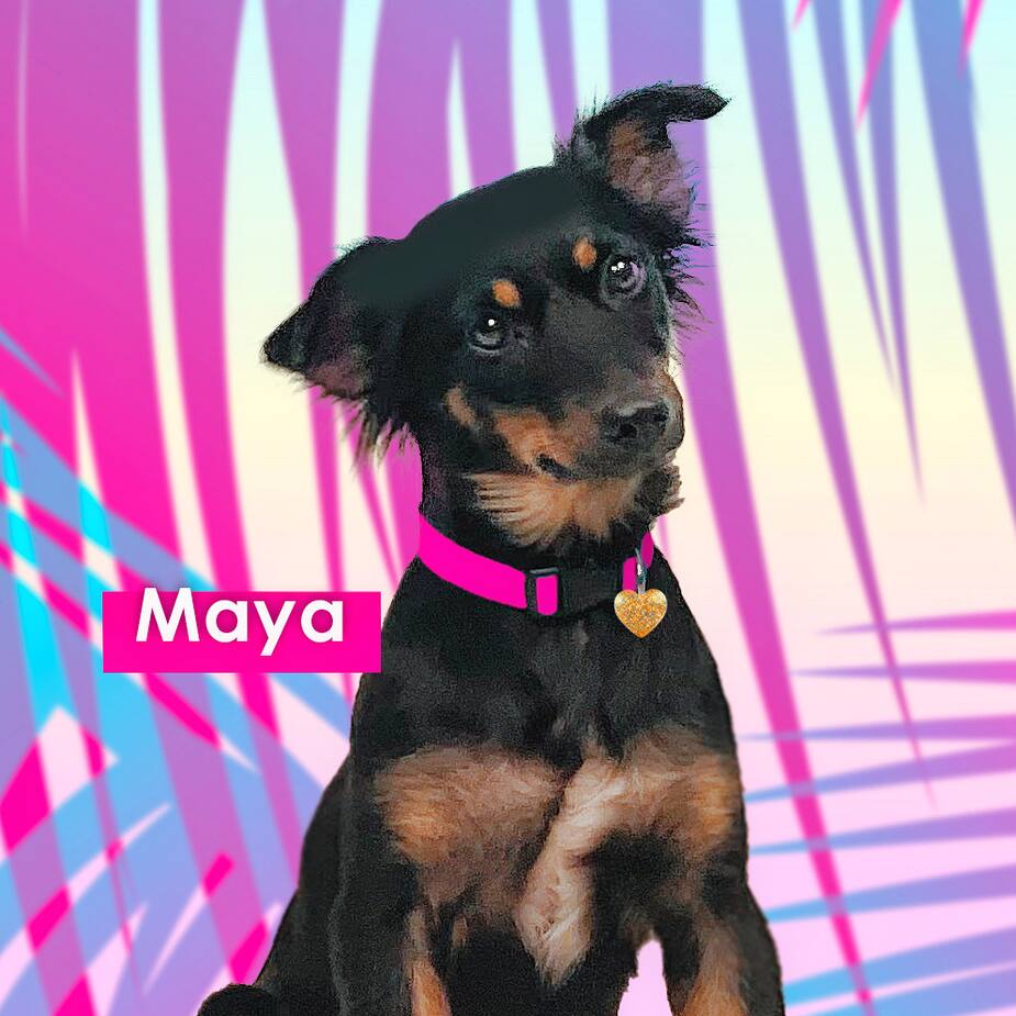 Image principale de l'article La production a ramené l’adorable Maya au Québec