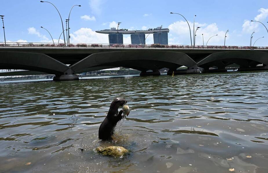 Image principale de l'article Singapour est envahie par des loutres