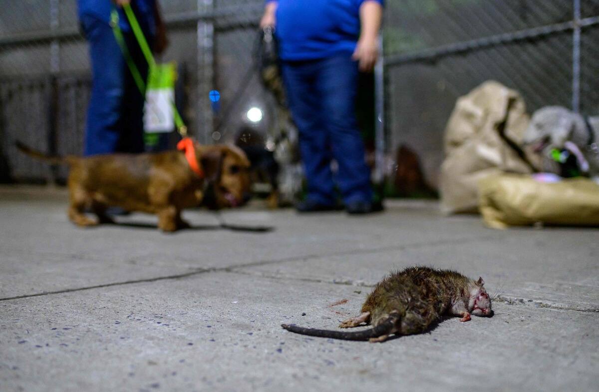La mairie de Paris crée un comité sur la «cohabitation» avec les rats | JDM