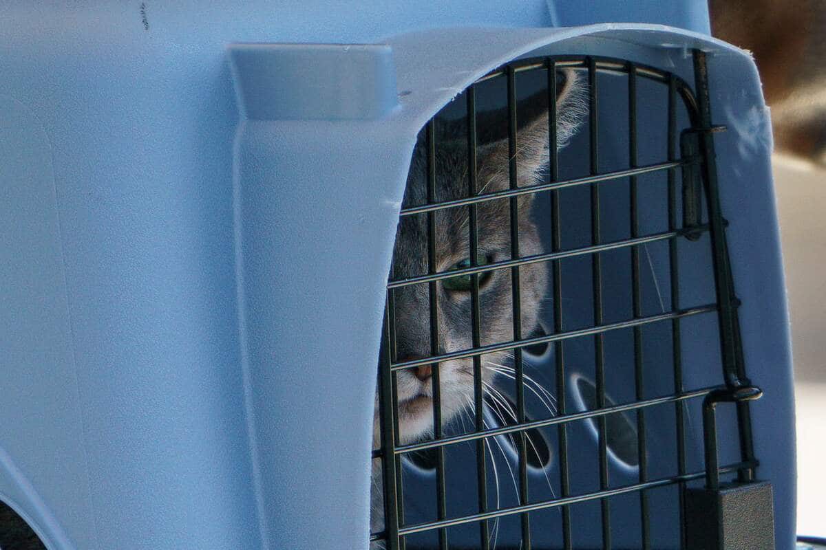 Elle va en prison apr&egrave;s avoir encourag&eacute; son chien &agrave; tuer un chaton