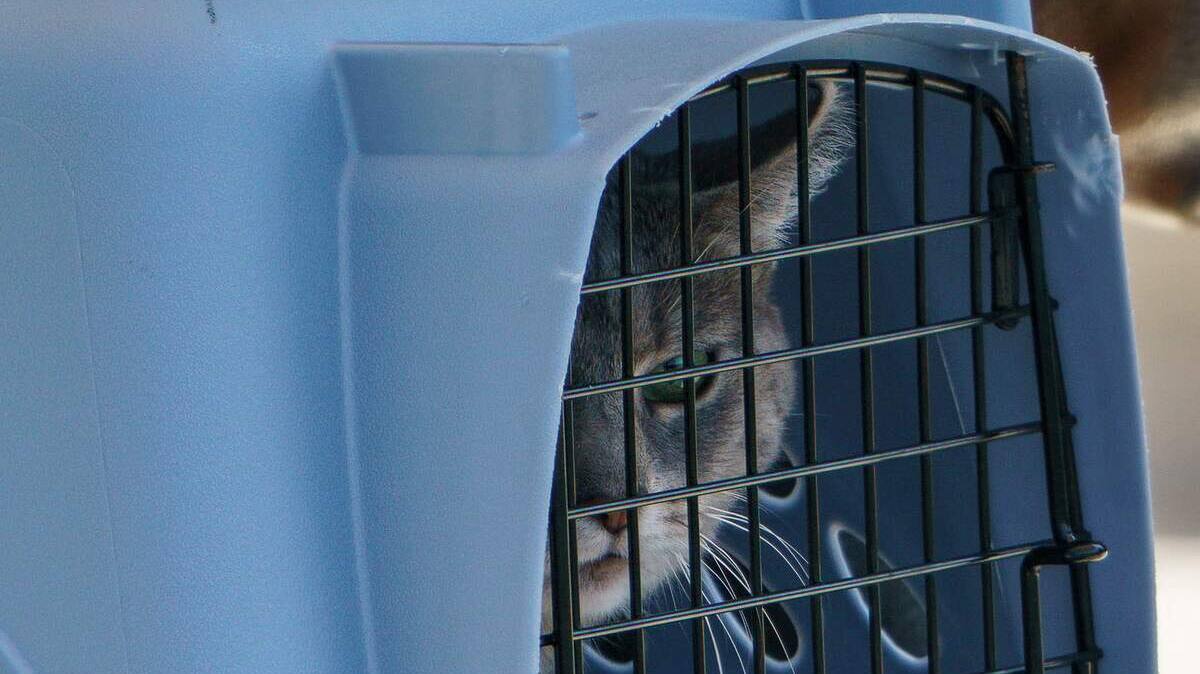 Elle va en prison après avoir encouragé son chien à tuer un chaton