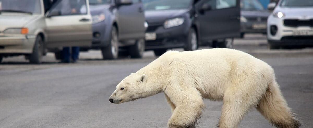 The killing of the polar bear 1