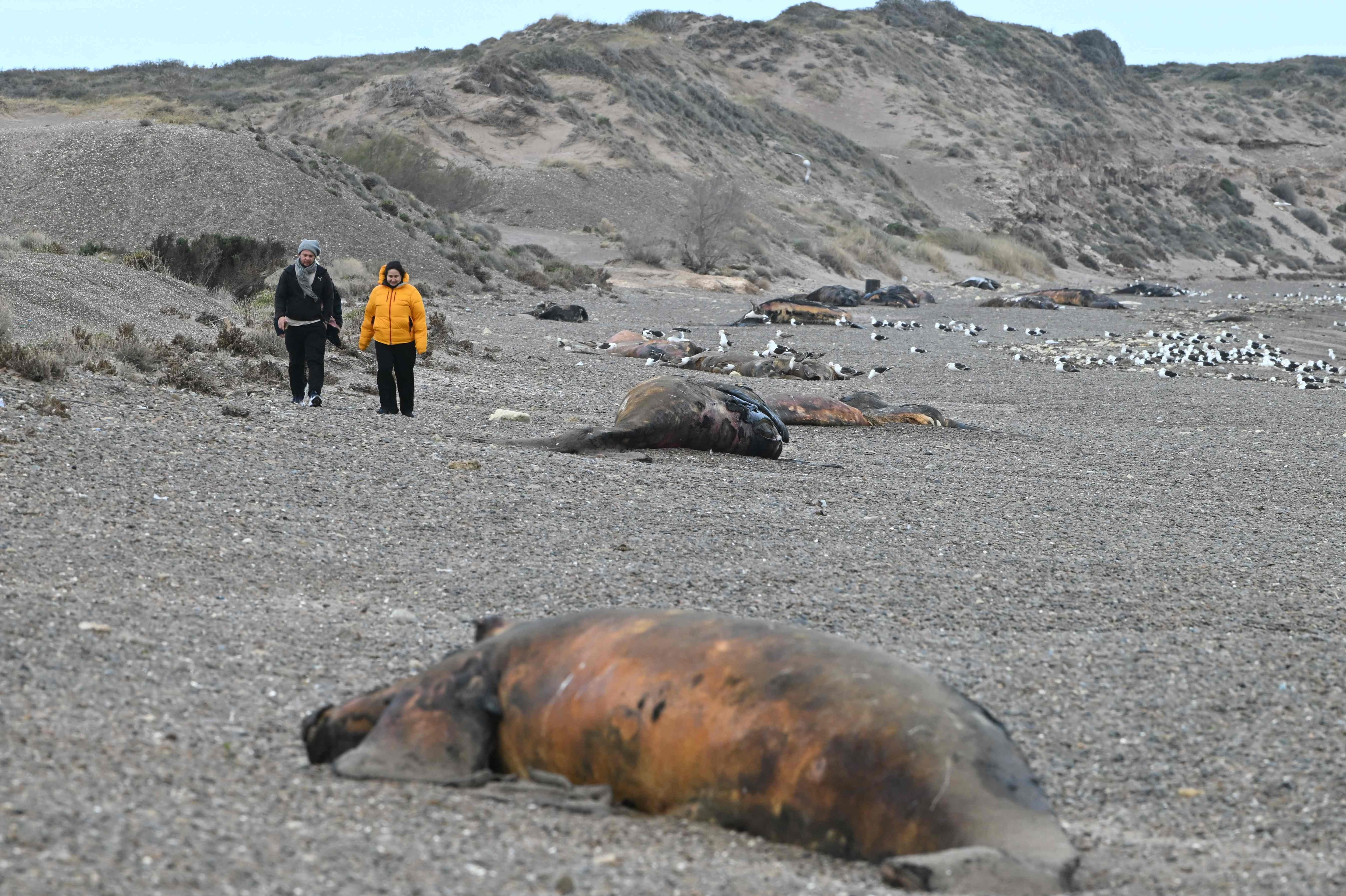 Argentine: une bactérie suspectée dans la mort de centaines de baleineaux en Patagonie