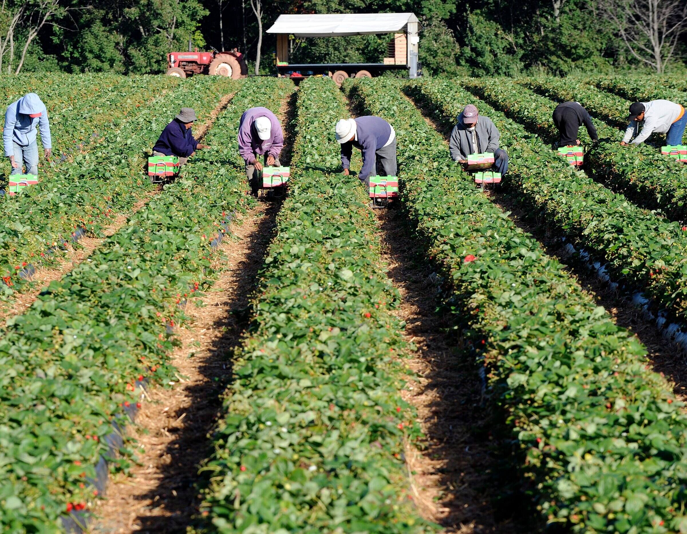 Travailleurs temporaires: de l'esclavage moderne au Canada, selon l&rsquo;ONU