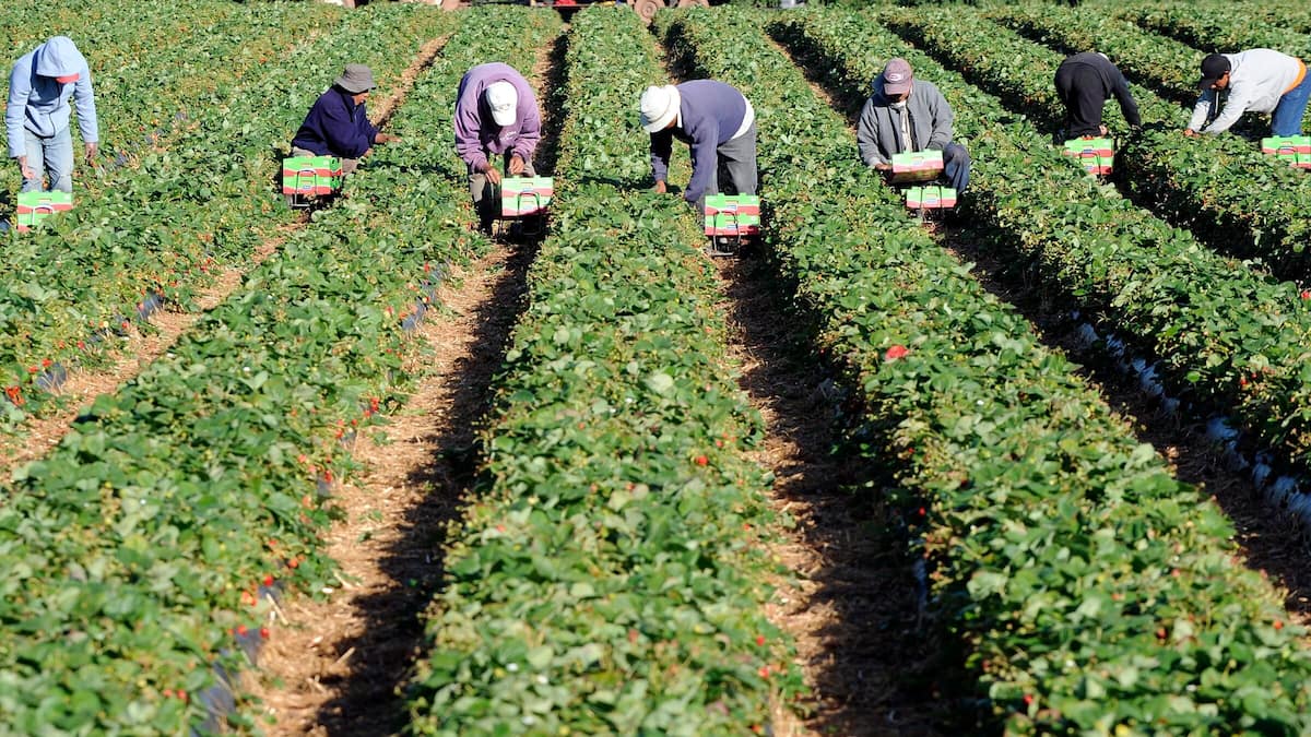 Travailleurs temporaires: de l'esclavage moderne au Canada, selon l’ONU