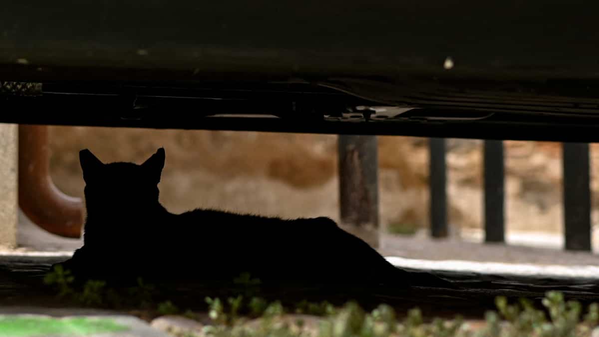 Avvelenamento massiccio di gatti sotto inchiesta in Spagna Avvelenamento massiccio di gatti sotto inchiesta in Spagna