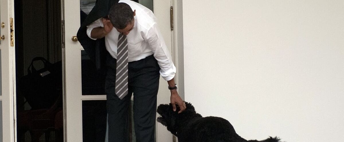 Morte de Bo, cachorro de Barack Obama e estrela da Casa Branca Morte de Bo, cachorro de Barack Obama e estrela da Casa Branca