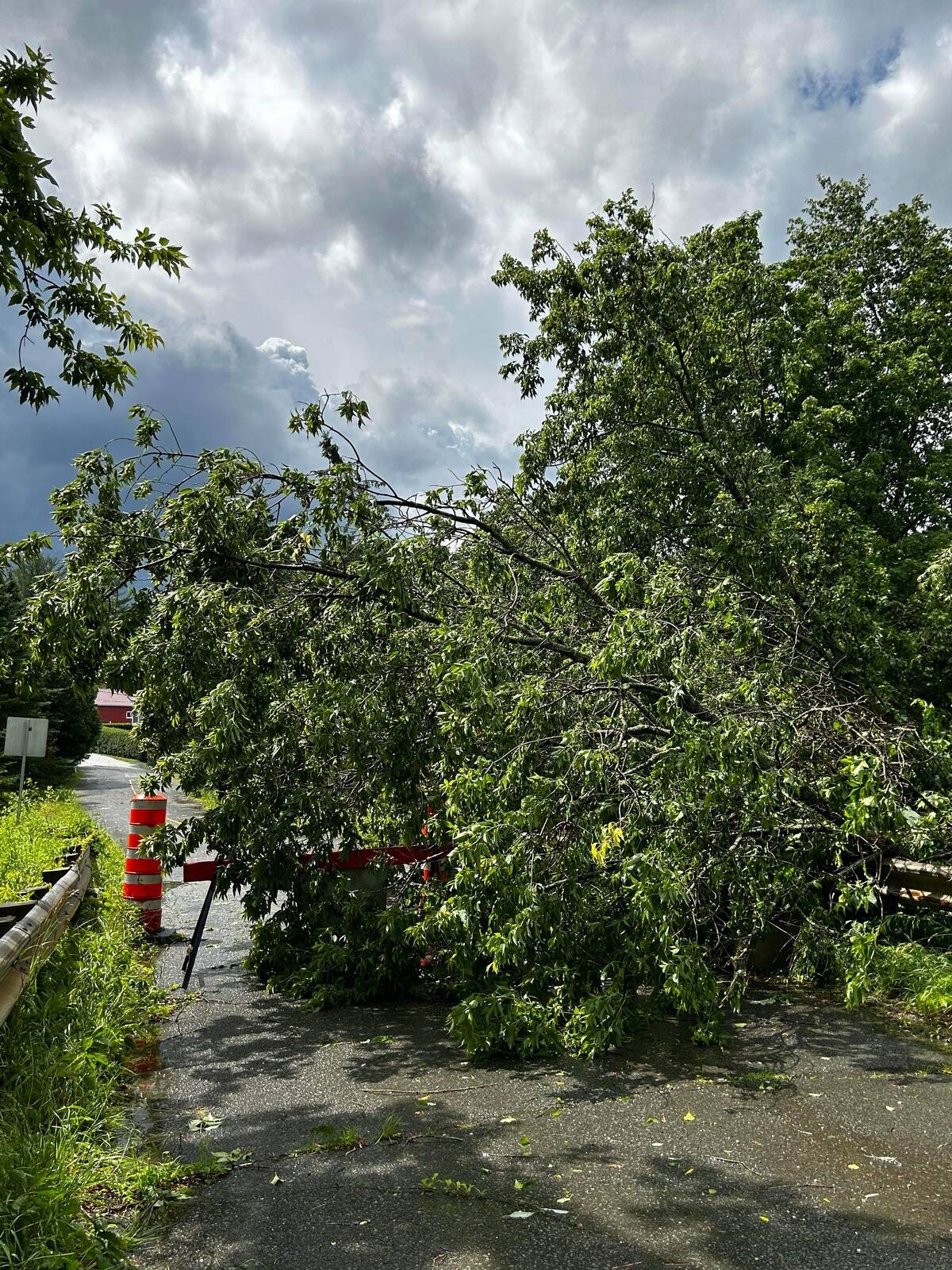 EN FOTOS |  ¿Posible tornado?  Una carretera bloqueada tras la caída de árboles en Frelighsburg
