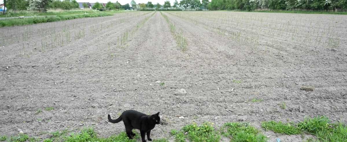 Il gatto “cleptomania” ruba biancheria intima, calzini e guanti Il gatto “cleptomania” ruba biancheria intima, calzini e guanti