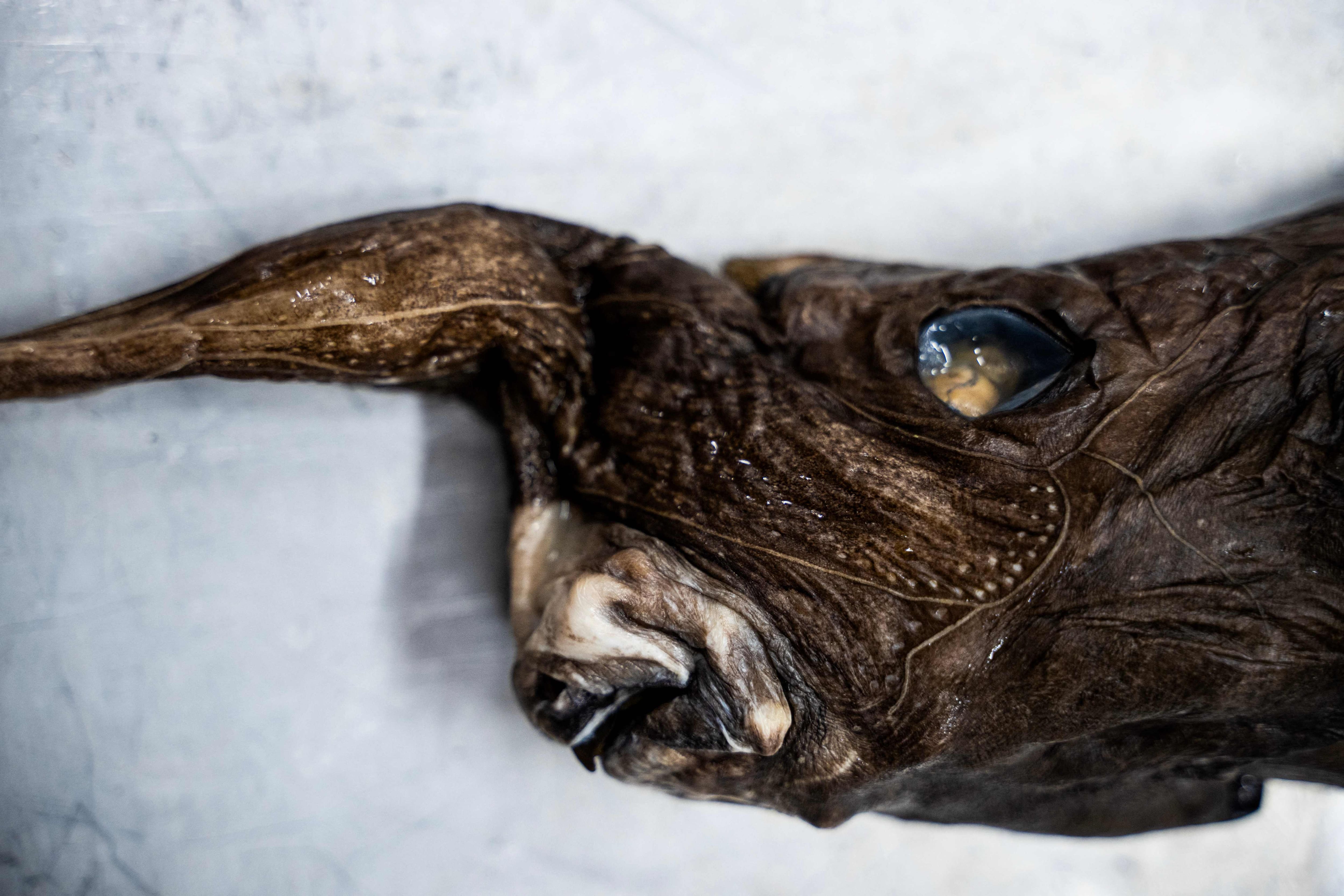 Researchers believe they have discovered a new species of ghost shark
