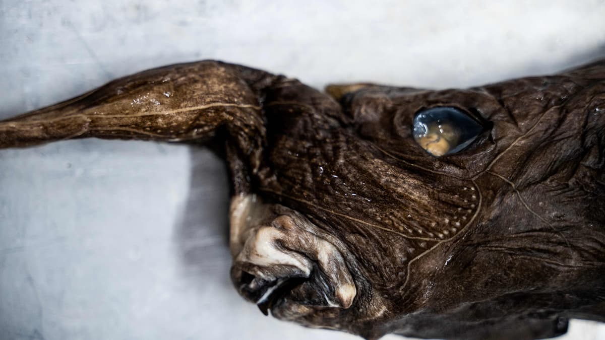 Researchers believe they have discovered a new species of ghost shark Researchers believe they have discovered a new species of ghost shark