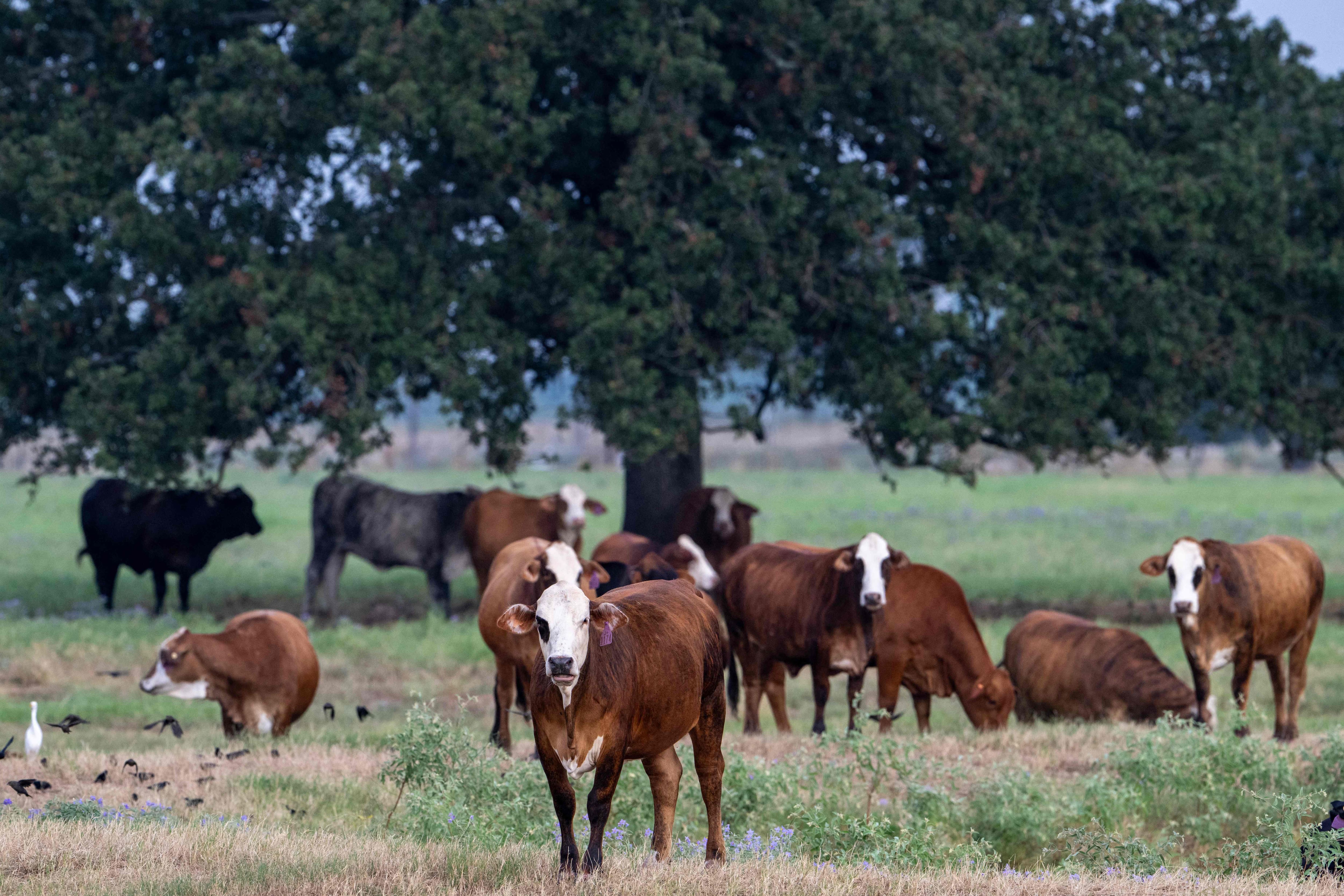 Des éleveurs sont déçus par Trump sur la question du boeuf importé, au Texas