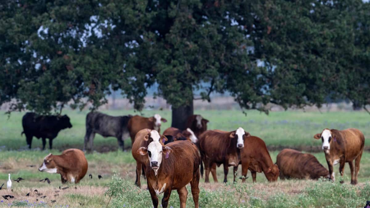 Des éleveurs sont déçus par Trump sur la question du boeuf importé, au Texas
