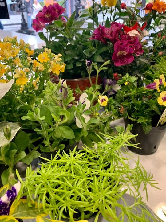 Trucs et astuces 101 pour jardin et plates-bandes