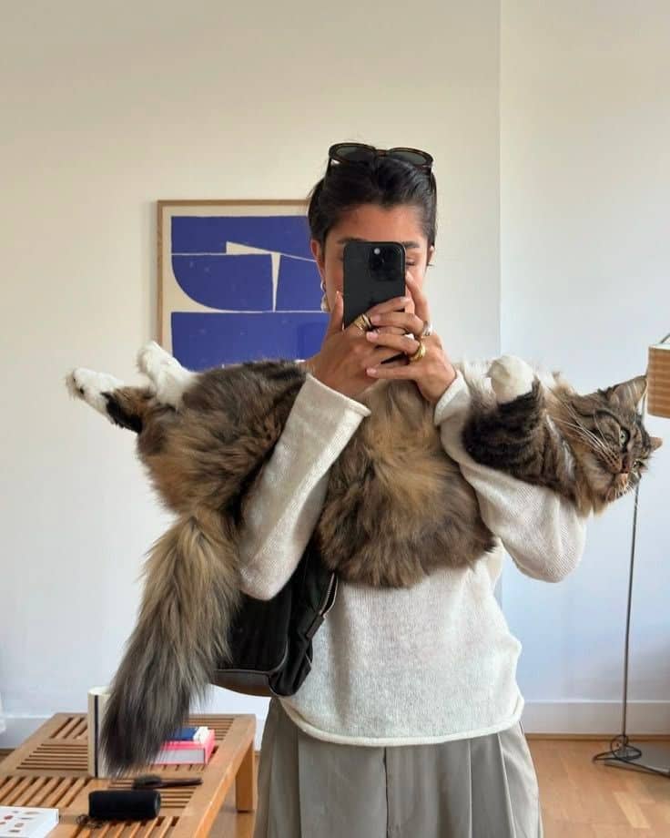 Un nouveau musée pour les «cat lovers» à découvrir