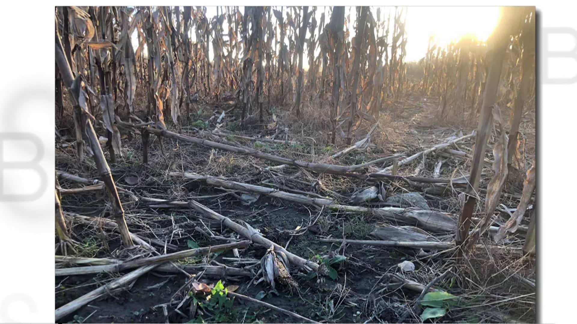 Des vaches en cavale