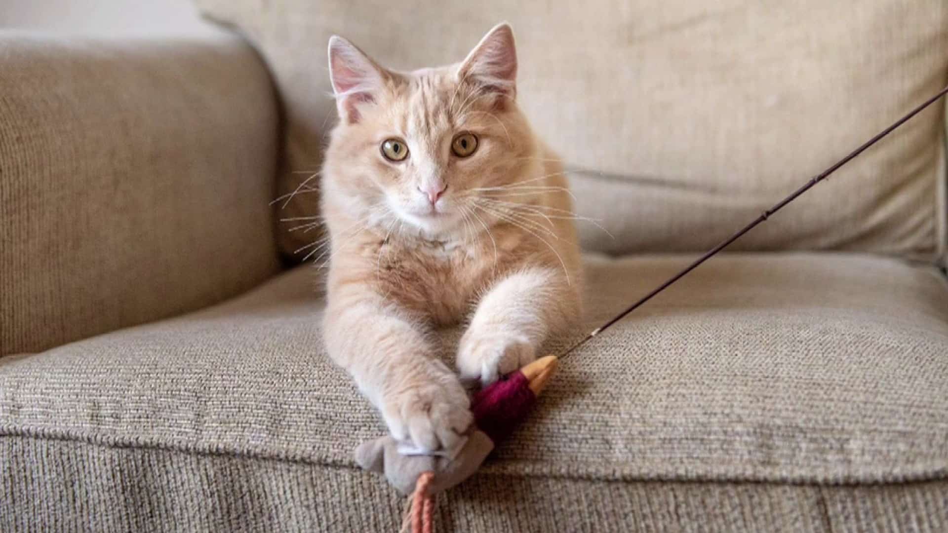 Un foyer sur deux possède un animal au Québec