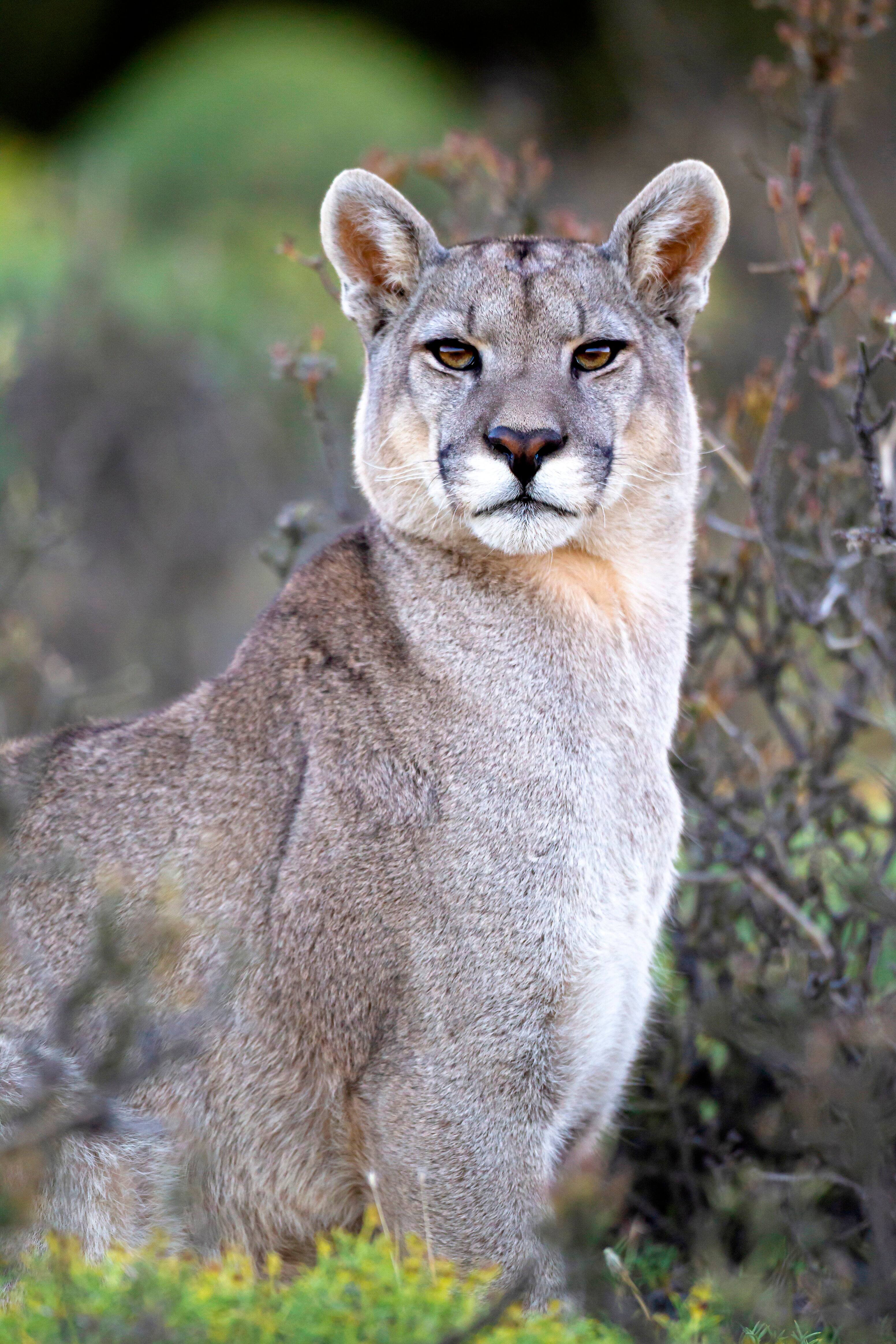 Un puma s&rsquo;en prend &agrave; un enfant de 5 ans &agrave; Los Angeles