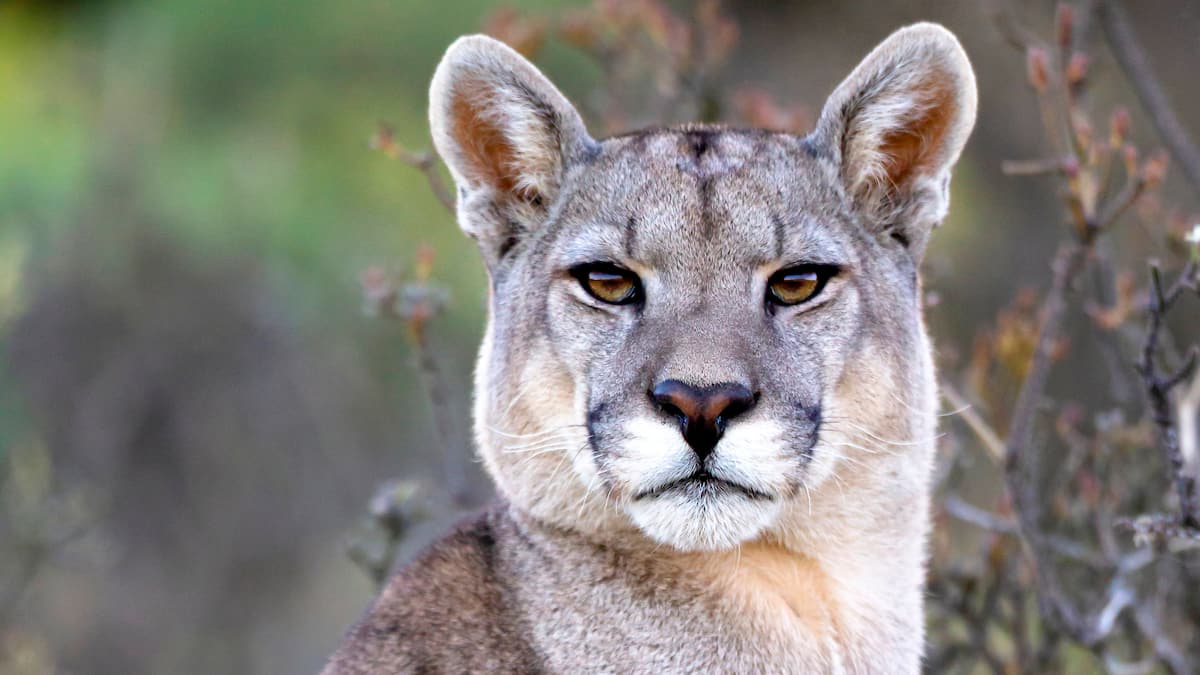 Un puma s’en prend à un enfant de 5 ans à Los Angeles