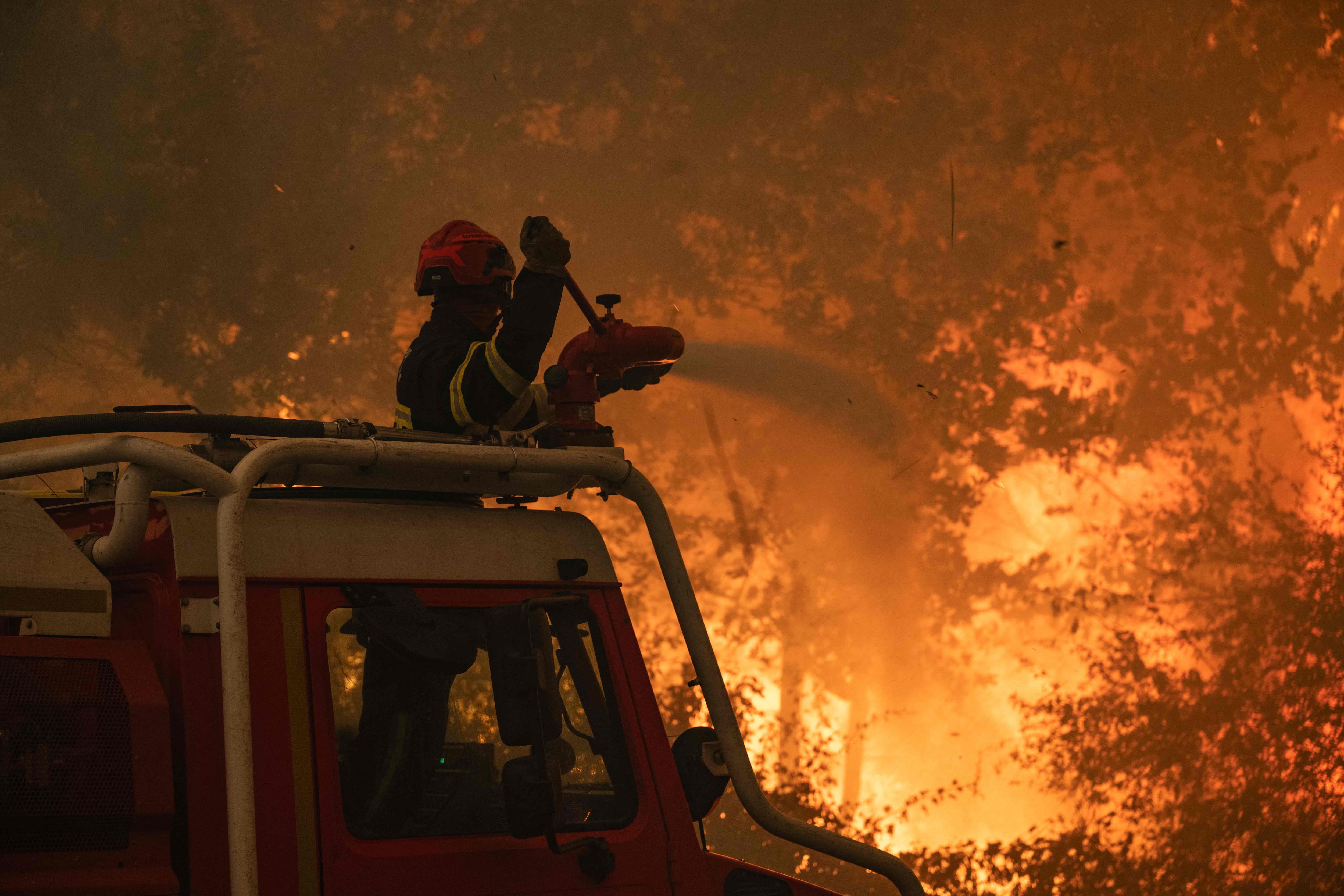 Deer, lizards, fish… Wildlife trapped in the hell of fires in France