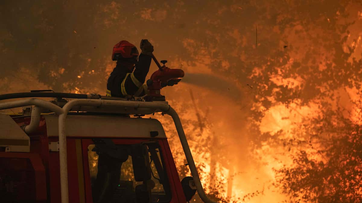 Deer, lizards, fish… Wildlife trapped in the hell of fires in France Deer, lizards, fish… Wildlife trapped in the hell of fires in France