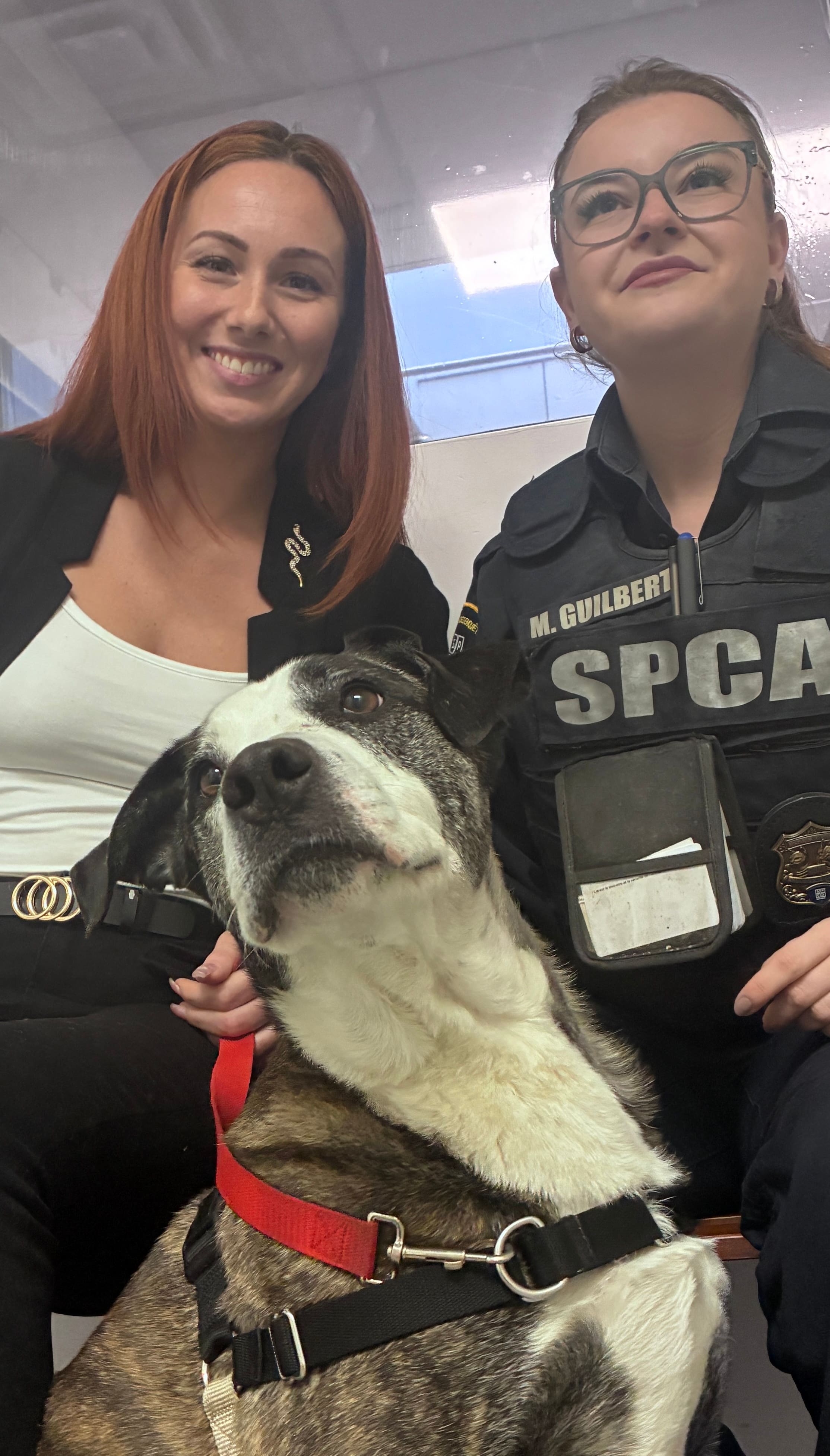 Les cas de maltraitance animale sont en augmentation, constate la SPCA de Montréal, où des enquêteurs se déplacent avec des vestes pare-balles.