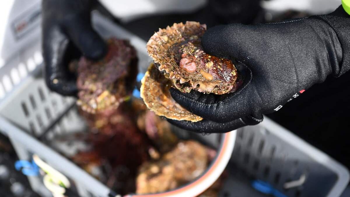 Guatemala: un mort après la contamination de mollusques