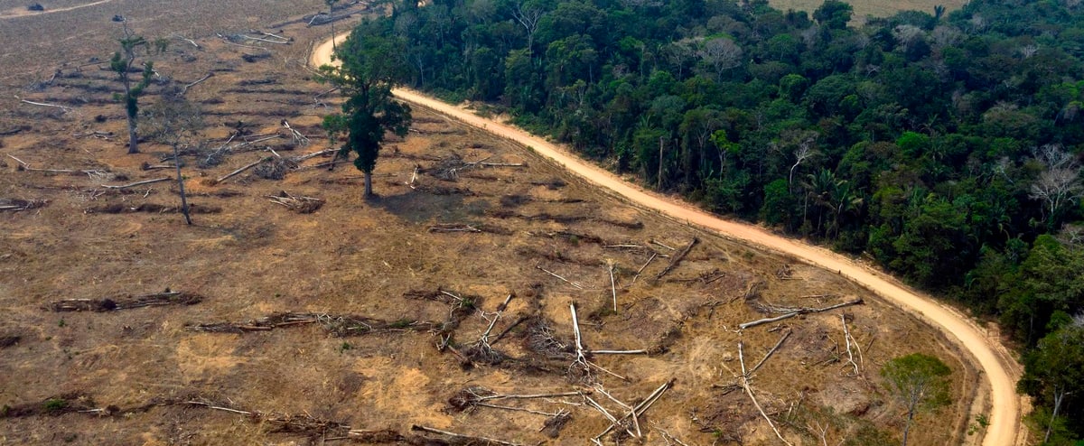 Paano Maiiwasan Ang Deforestation La déforestation en Amazonie brésilienne au plus haut depuis 12 ans | JDQ