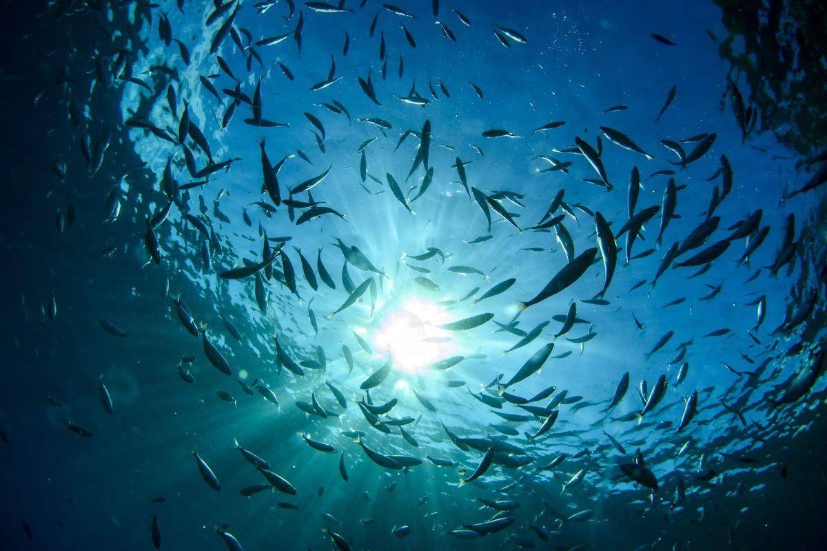 Corse: la pollution en mer dérive vers le sud de l'île - Vimarsana News