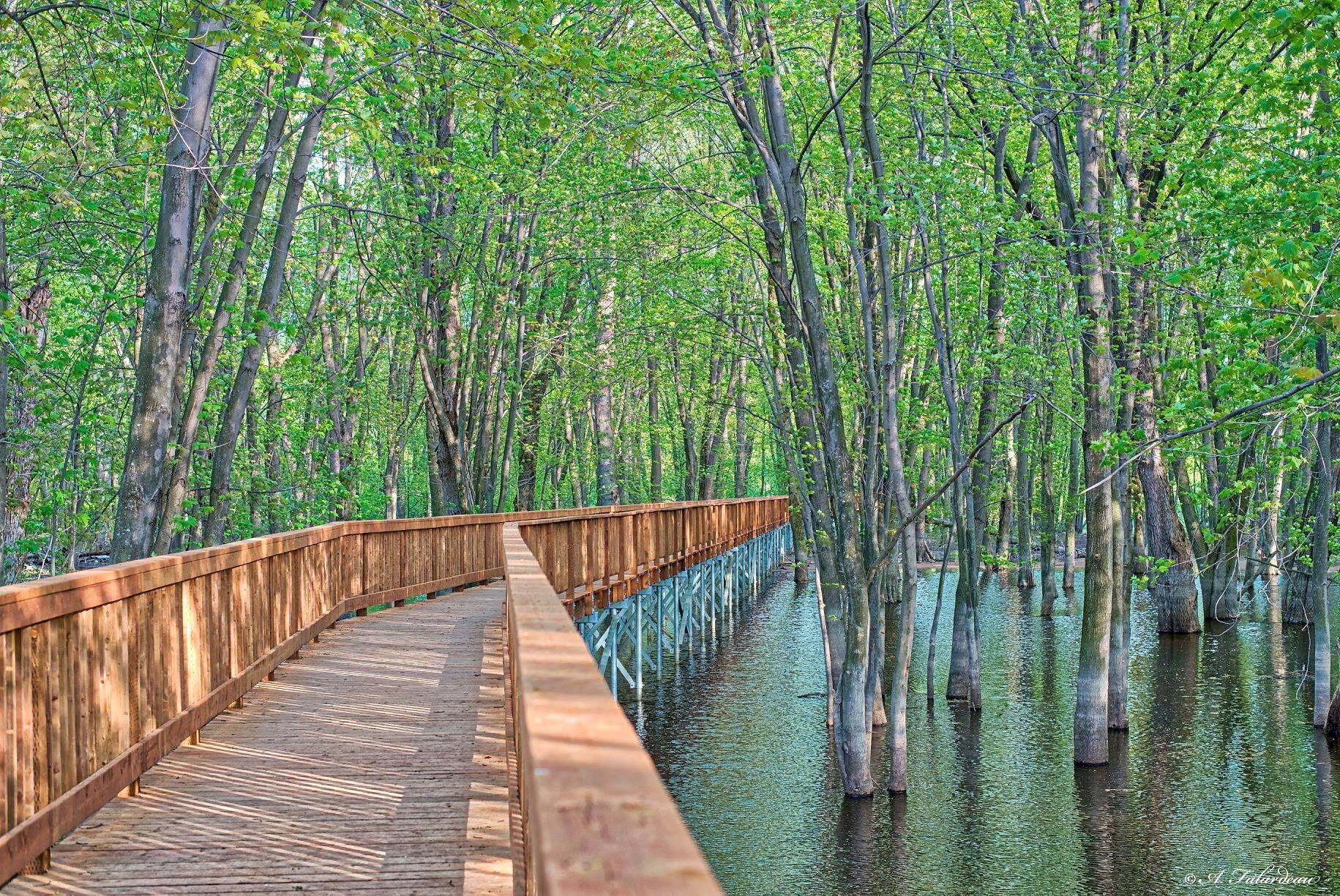 Marcher sur les eaux au lac Saint-Pierre