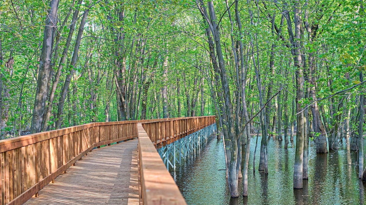 Marcher sur les eaux au lac Saint-Pierre