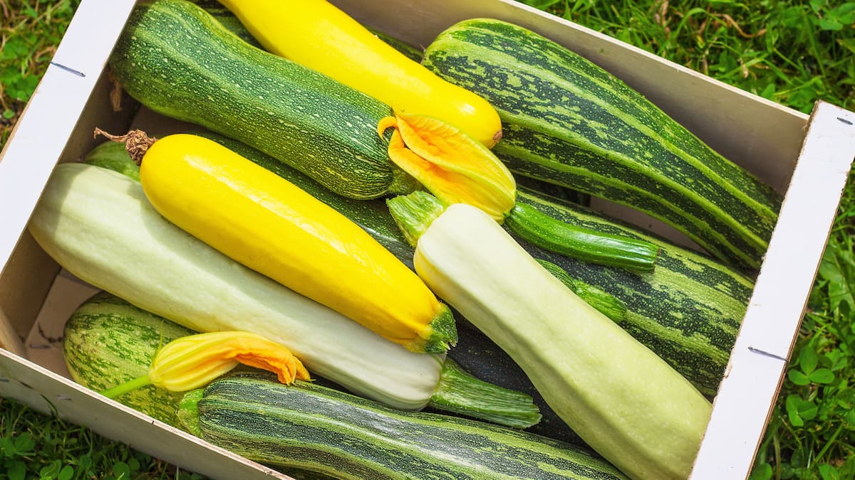 3 Recettes Pour En Faire Plus Avec Les Courgettes, Ce Fruit Polyval...