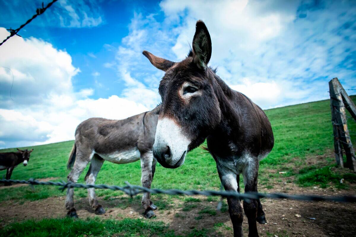Une lev&eacute;e de fonds pour sauver un &acirc;ne de l&rsquo;euthanasie