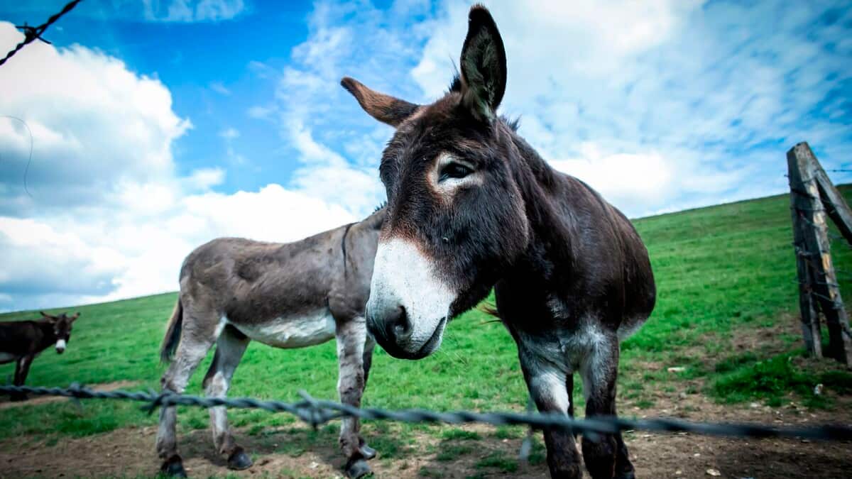 Une levée de fonds pour sauver un âne de l’euthanasie