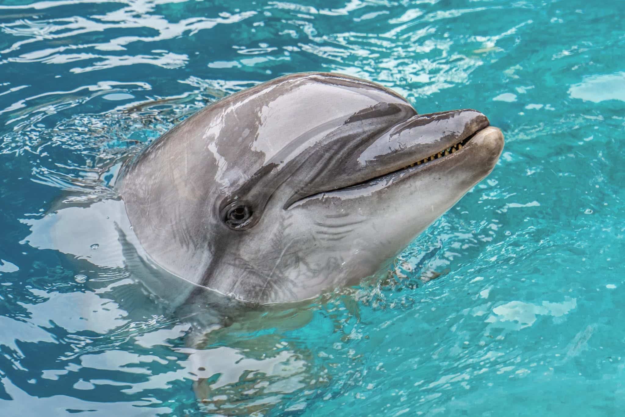 Un dauphin transféré de Marineland meurt dans un aquarium en Espagne