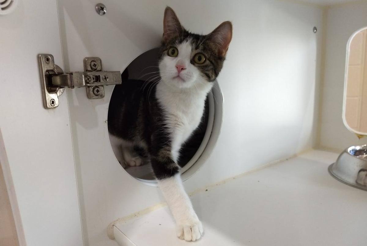 Refuges d’animaux Adopter son chat virtuellement 24
