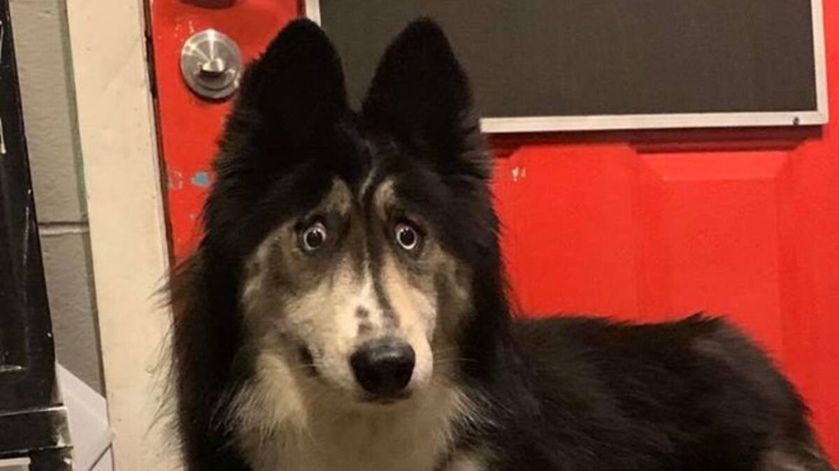 Avoir Images Un Husky Au Drole De Regard Adopte Apres Une Publication Virale actualisé salutations