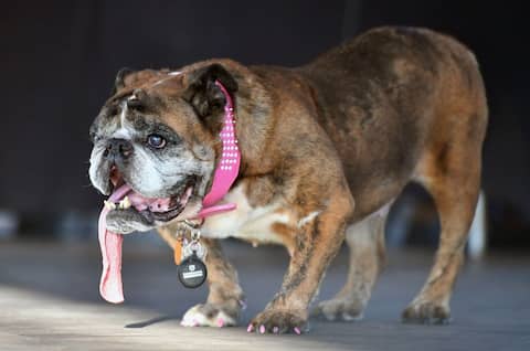 The English Bulldog is mouth watering for its success