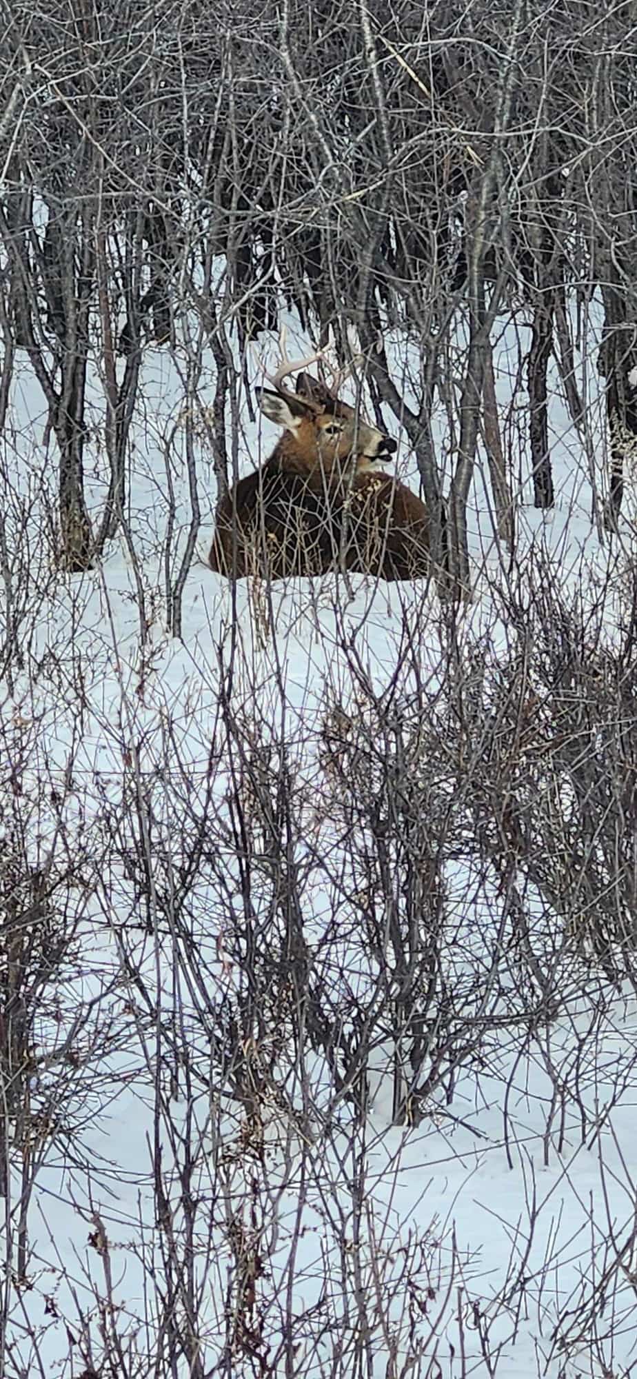 La surpopulation de cerfs &agrave; Montr&eacute;al n&rsquo;est pas r&eacute;gl&eacute;e et l&rsquo;abattage n&rsquo;est pas dans les plans pour r&eacute;soudre le probl&egrave;me