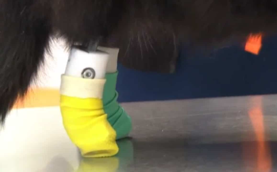 Les nouveautés médicales chez les animaux 