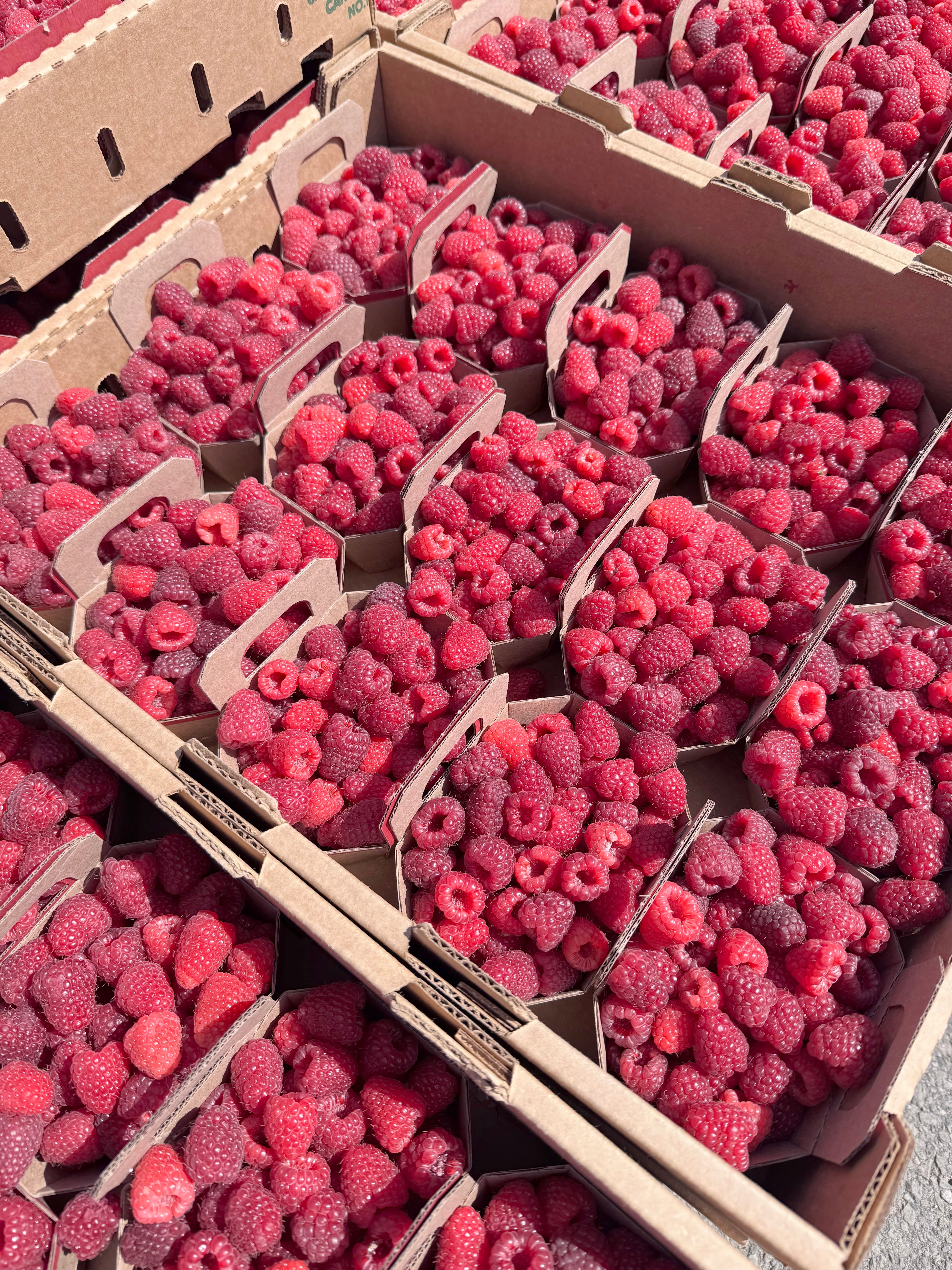 En pleine saison des récoltes, les framboises du Québec victimes du dumping américain