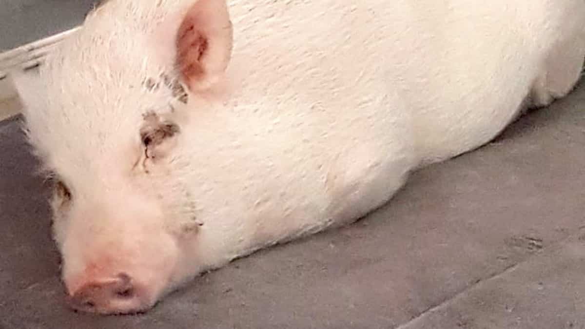Harley le microcochon pourra rester chez lui, car il n’est pas un animal de ferme