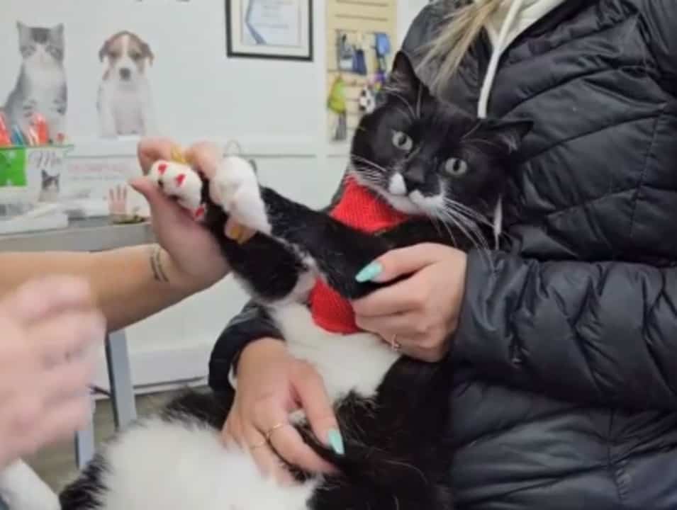 Réglementation sur le dégriffage des chats 