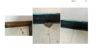 Infestation de fourmis à l'école Notre-Dame-de-la-Paux, à Beaunarnois, au printemps 2025