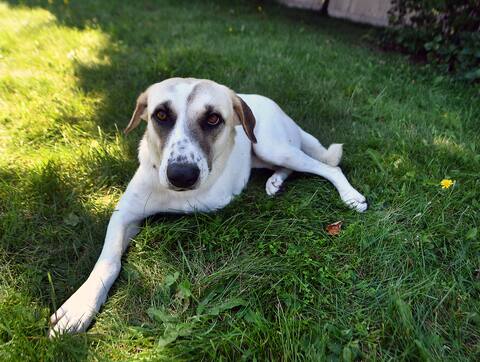 Dominic Andreu con su perro Jedi recién llegado al país. La recién llegada a la familia recibió este nombre porque su nombre en el Líbano terminaba con un sonido